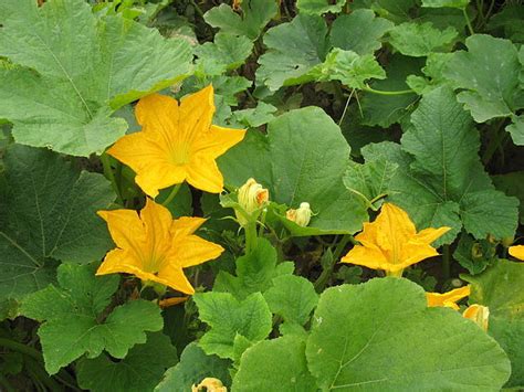 Pumpkin | Diseases and Pests, Description, Uses, Propagation