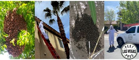 Exterminating Bees Affordably, in Las Vegas