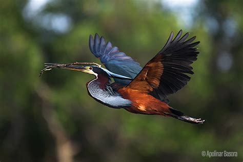 Aves de México | Biodiversidad Mexicana