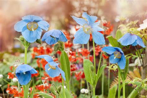 Blue Poppy: Plant Care & Growing Guide