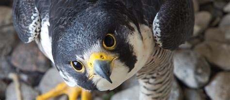 Illinois to remove Peregrine Falcon from [state] Threatened Species ...