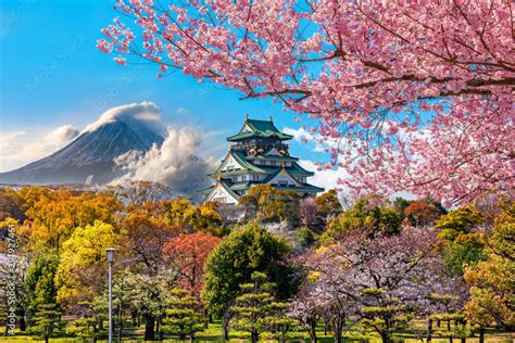 Osaka Castle and full cherry blossom, with Fuji mountain background ...