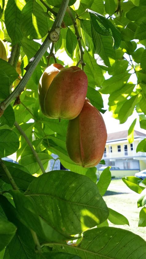 TARA DILLARD: Ackee Tree: Fruit in Design