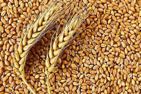 Good Quality Cereal Grain, Wheat at Best Price in Berlin | Facus ...