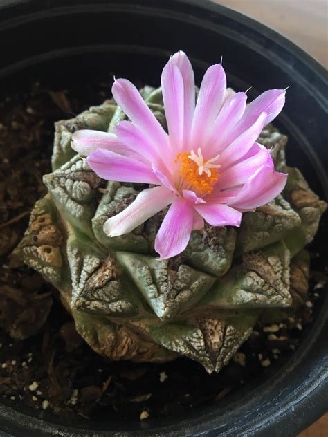 My ariocarpus fissuratus bloomed! : r/succulents