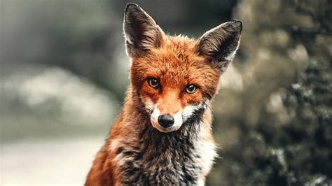 Download Animal Fox 4k Ultra HD Wallpaper by Alex Andrew