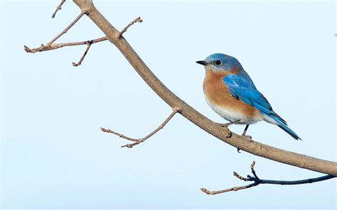 Eastern Bluebird | Audubon Field Guide