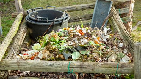 Why Does My Compost Have Mold? - Theyardable