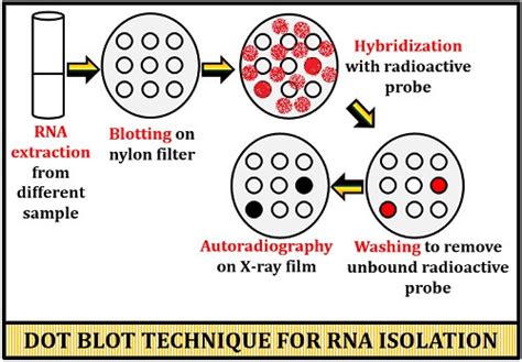 Dot Blot Technique - Definition, Process & Applications - Biology Reader