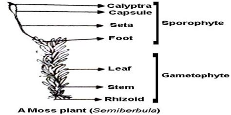 labelled diagram of Sporophyte of Moss - QS Study