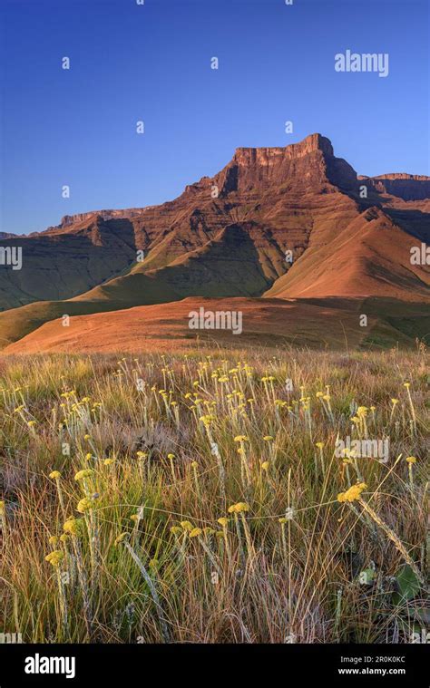 Sunrise at Amphitheatre with Eastern Buttress, Tugela Valley, Amphitheatre, Royal Natal ...