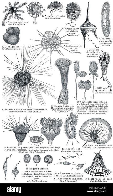 Protozoa (Unicellular eukaryotic organisms Stock Photo, Royalty Free ...