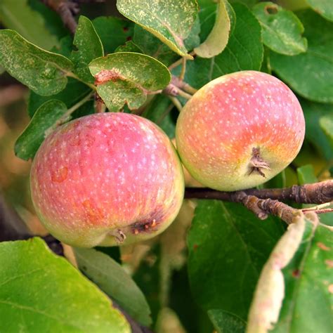 13 Heirloom Apple Varieties for the Perfect Pie