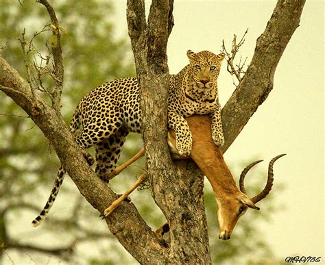 See how the leopard grabs a bigger deer as if it were climbing a tall tree - Feb Daily