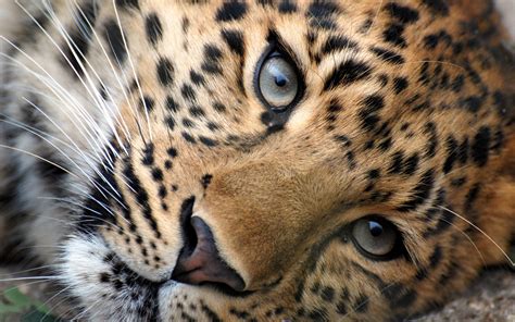 Leopard eyes wallpaper | animals | Wallpaper Better