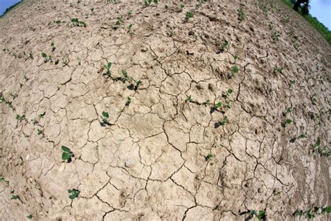 Plants Grow in the Arid Soil of the Field in Summer Stock Image - Image ...