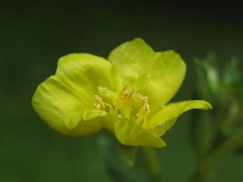 Fotos gratis : pétalo, verde, alto, Produce, amarillo, flora, flor ...