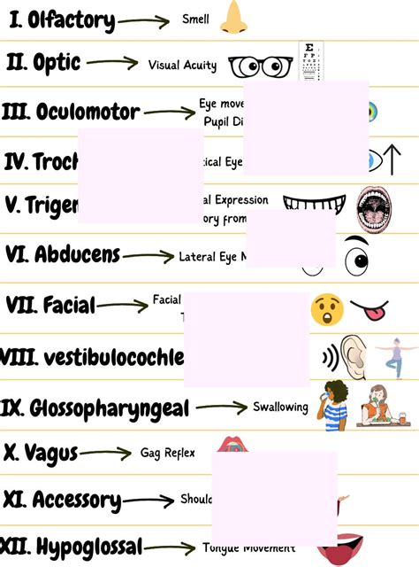 Cranial Nerves, Mnemonics, Easy to Remember Guide - Etsy Australia