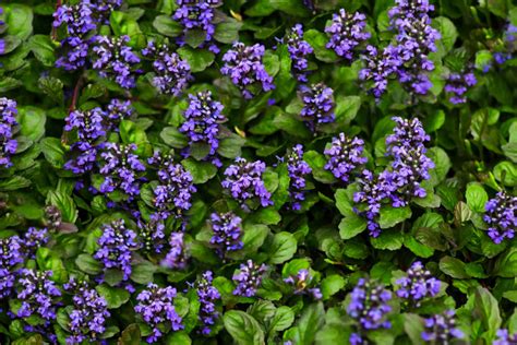 How to Grow and Care for Bugleweed