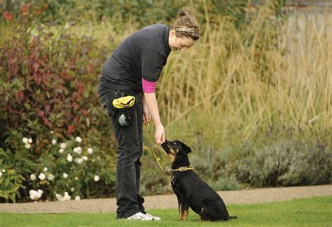 Teaching your dog to sit, dog training, training methods. - Your Dog