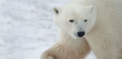 Polar Bear Tours & Escorted Tours | Tauck