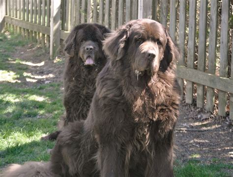 The Bigger The Newfoundland The Better? Why Bigger Is Not Always Better - My Brown Newfies