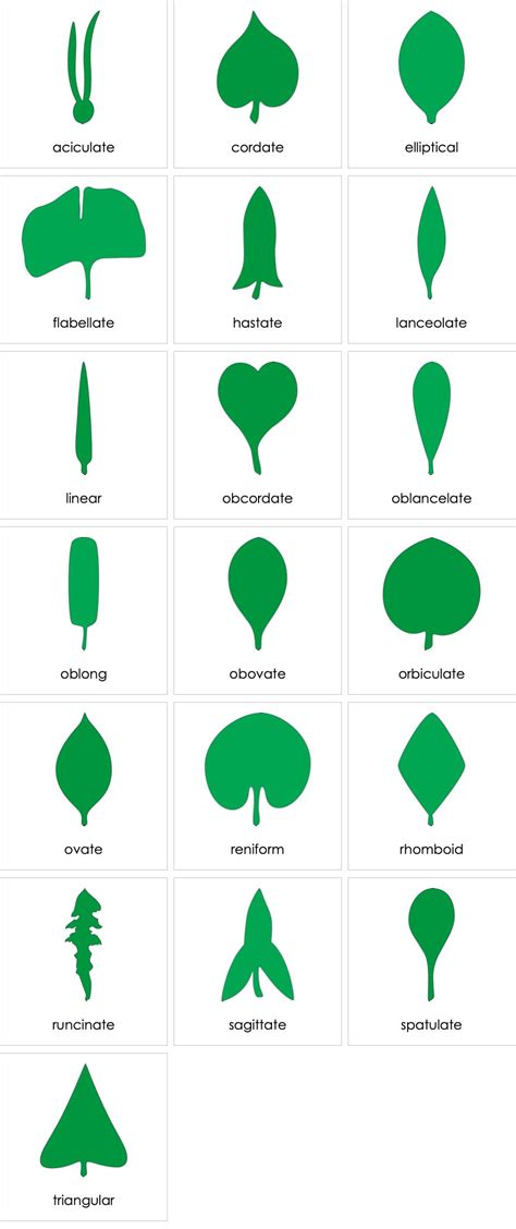 Types Of Leaf Shapes