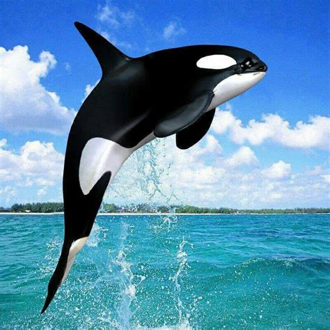 Ballena Water Animals, Aquatic Animals, Baby Animals, Orca Art, Whale ...