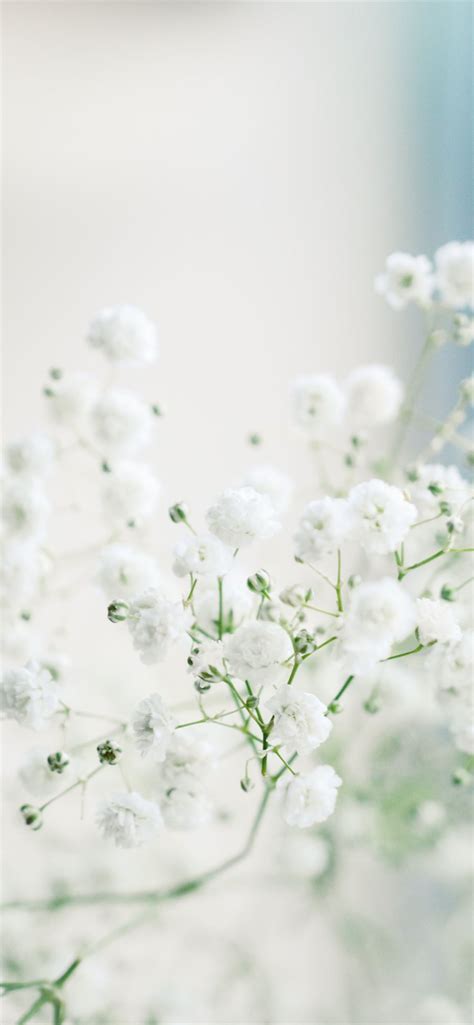 white flowers in macro lens iPhone Wallpapers Free Download