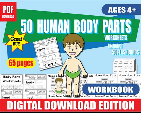 my #etsy shop: 50 Human Body Parts Worksheets | Flashcards | Charts https://etsy.me/2P6E8X7 # ...