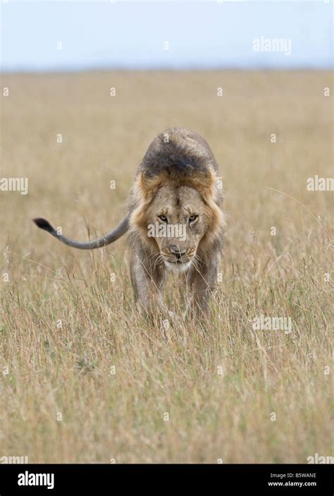 male lion hunting in long grass Stock Photo - Alamy