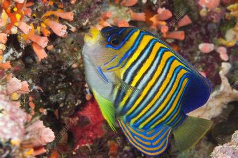 Regal Angelfish - Stock Image - C031/9420 - Science Photo Library