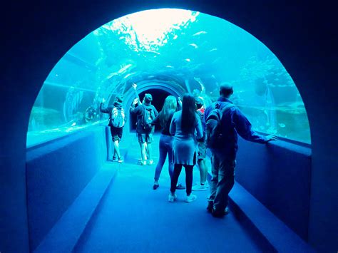 two oceans aquarium cape town - Obligatory Traveler