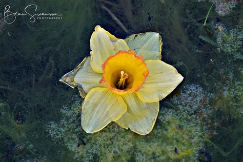 Swamp Flower Photograph by Beau Swanson