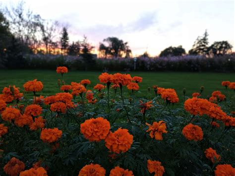 Marigolds, Giant Orange - Michigan Flower Barn