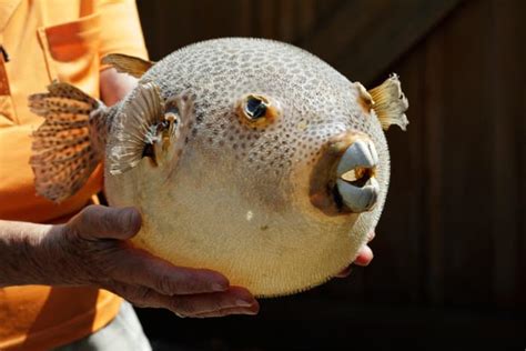 Fugu: The Ancient Japanese Fish Delicacy More Poisonous Than Cyanide - HubPages