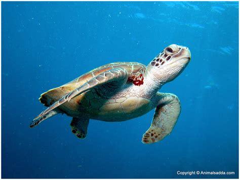 Green Turtle - Facts For Kids, Pictures, Diet, Habitat, Predators ...