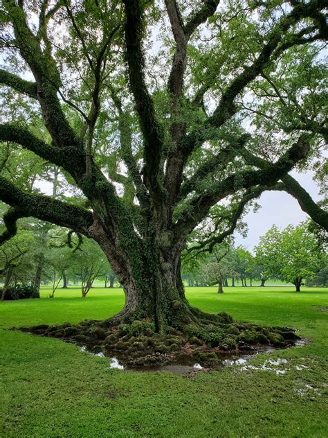 Oak Alley Plantation - Go Wandering