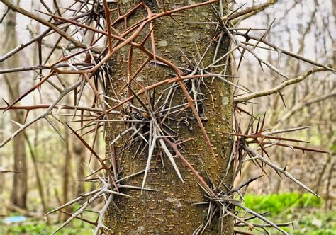 Types of Locust Trees with Identification Guide and Pictures - EatHappyProject