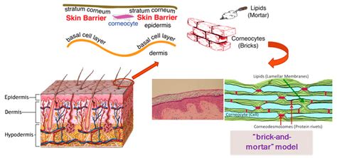 Cosmetics | Free Full-Text | Recent Advances on Topical Application of ...