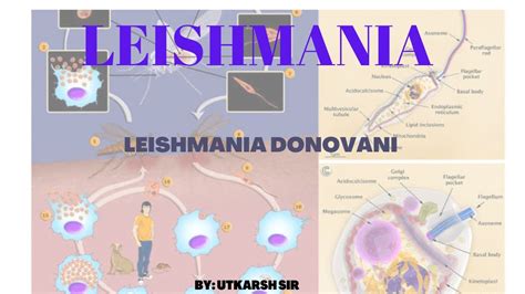 LEISHMANIA DONOVANI//LAB DIAGNOSIS. ,MORPHOLOGY.,#microbiology # ...