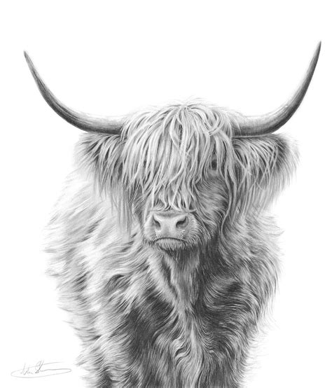 Highland cow art, Cow painting, Cow art