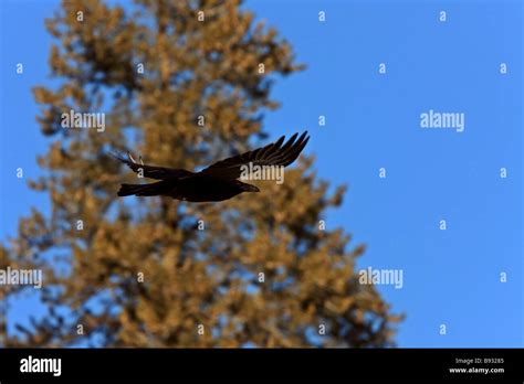 Raven in Flight Stock Photo - Alamy