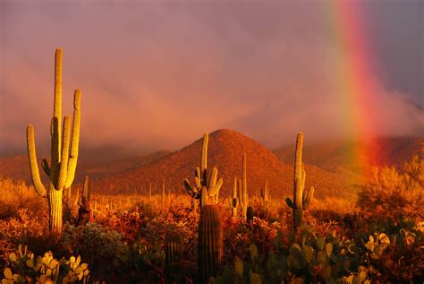 Sunset Cactus Phoenix Arizona - Saguaro Cactus At Sunset In Phoenix ...