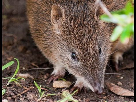 Bandicoot - New Guinean Spiny Bandicoot Information for Kids