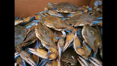 Crab Boil Louisiana Style - YouTube