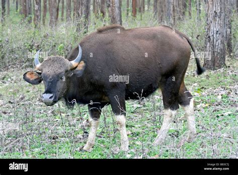 Indian Gaur Bos gaurus gaurus At Nagarhole NP, Karnataka State, India ...