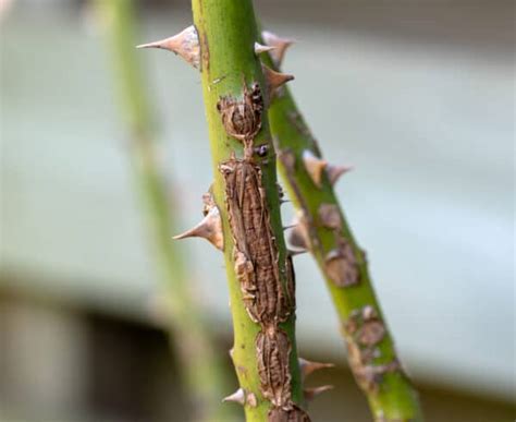 Bacterial Canker Signs, Treatment, and Control Methods