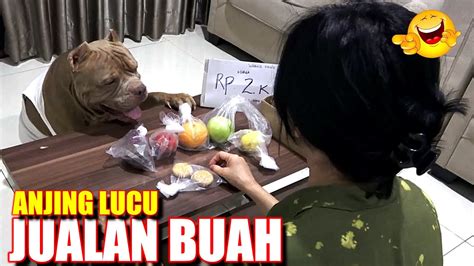 ANJING PITBULL LUCU BANGET DISURUH JUALAN BUAH #hewiepitbull - YouTube