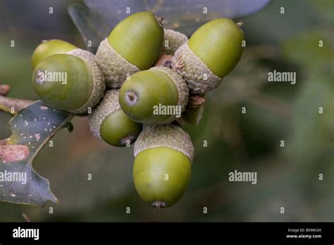 Sessile oak - acorns / Quercus petraea Stock Photo - Alamy